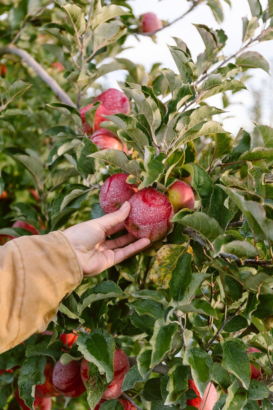 A woman in Yakima Washington is photographed as she is about to pick an apple.